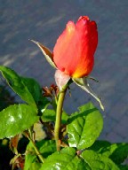 red rose