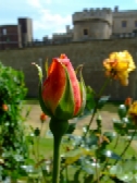 'red rosebud' by Baloncici