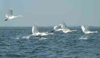 'Schw&auml;ne' by Frank Sch&ouml;ttke